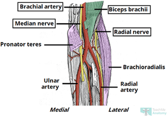 Antecubital Fossa Definition And Examples Biology Online Dictionary