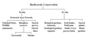 In Situ Definition And Examples Biology Online Dictionary