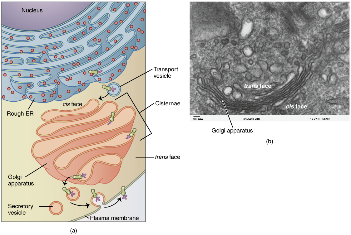 Endomembrane System Definition And Examples Biology Online Dictionary