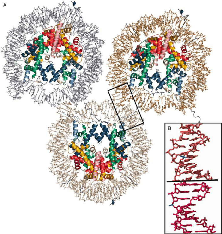 Nucleosome Definition And Examples Biology Online Dictionary