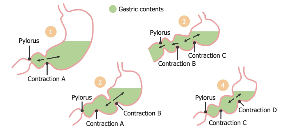 Peristalsis Definition And Examples Biology Online Dictionary