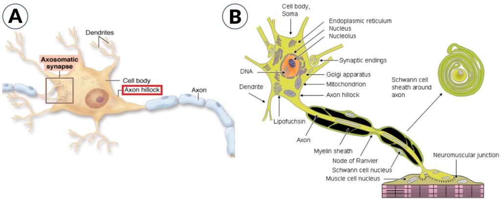 Axon Hillock Definition And Examples Biology Online Dictionary