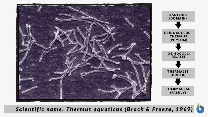 Thermophile Definition And Examples Biology Online Dictionary