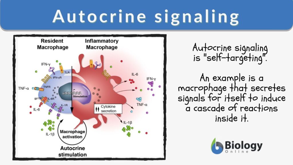 Autocrine Signaling Definition And Examples Biology Online Dictionary