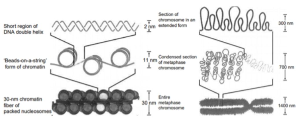 Chromatin Definition And Examples Biology Online Dictionary