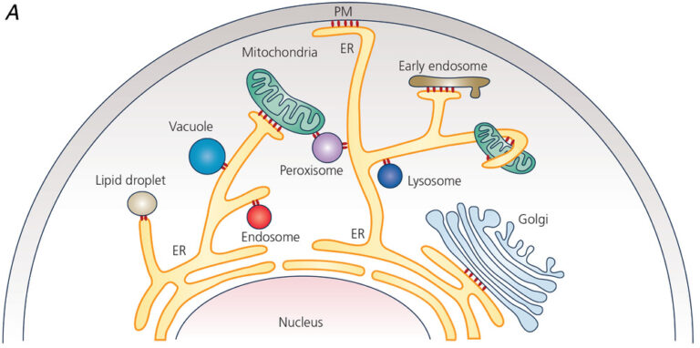 Endoplasmic Reticulum Definition And Examples Biology Online Dictionary