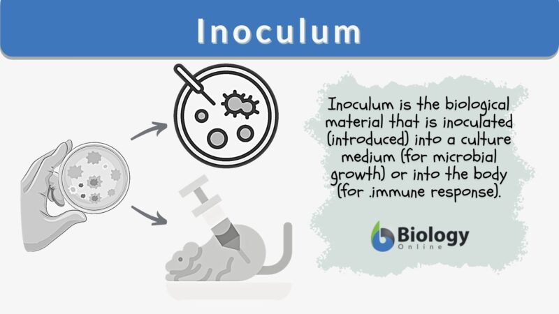 Inoculum Definition And Examples Biology Online Dictionary