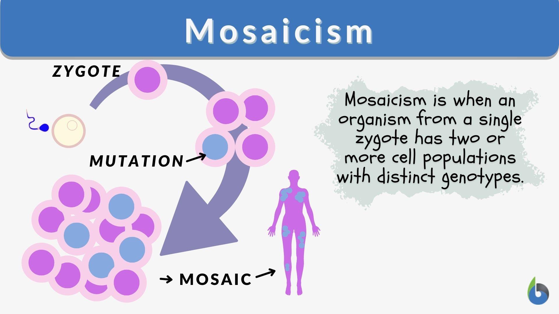 Mosaicism Definition And Examples Biology Online Dictionary