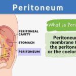 Peritoneum Definition And Examples Biology Online Dictionary