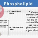 Phospholipid Definition And Examples Biology Online Dictionary