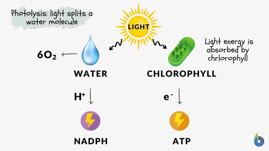 Photolysis Definition And Examples Biology Online Dictionary