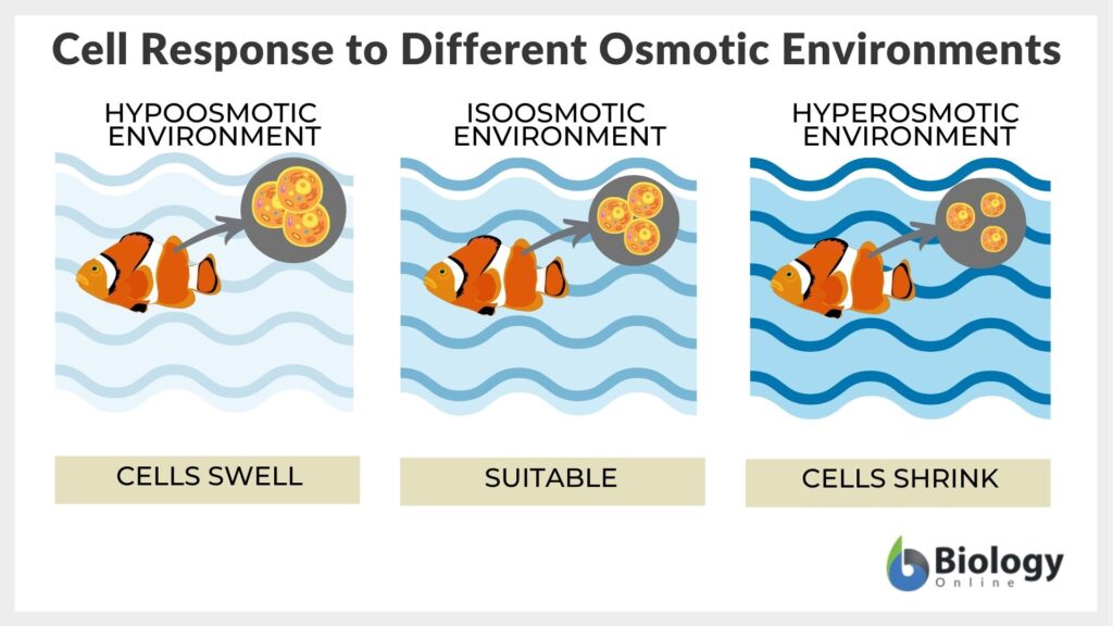 Hyperosmotic Definition And Examples Biology Online Dictionary