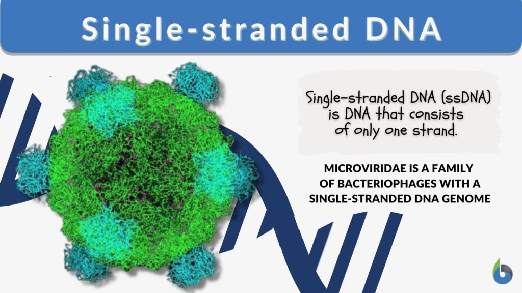 Single Stranded DNA Definition And Examples Biology Online Dictionary