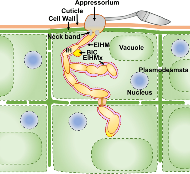 Turgor Pressure Definition And Examples Biology Online Dictionary