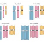 missense mutation