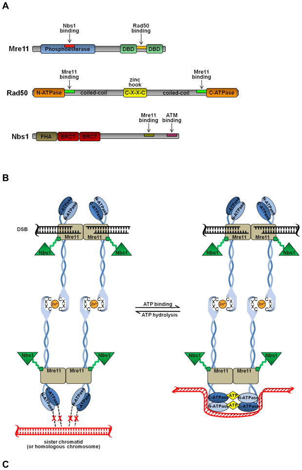 Recombination DNA Repair Definition And Examples Biology Online