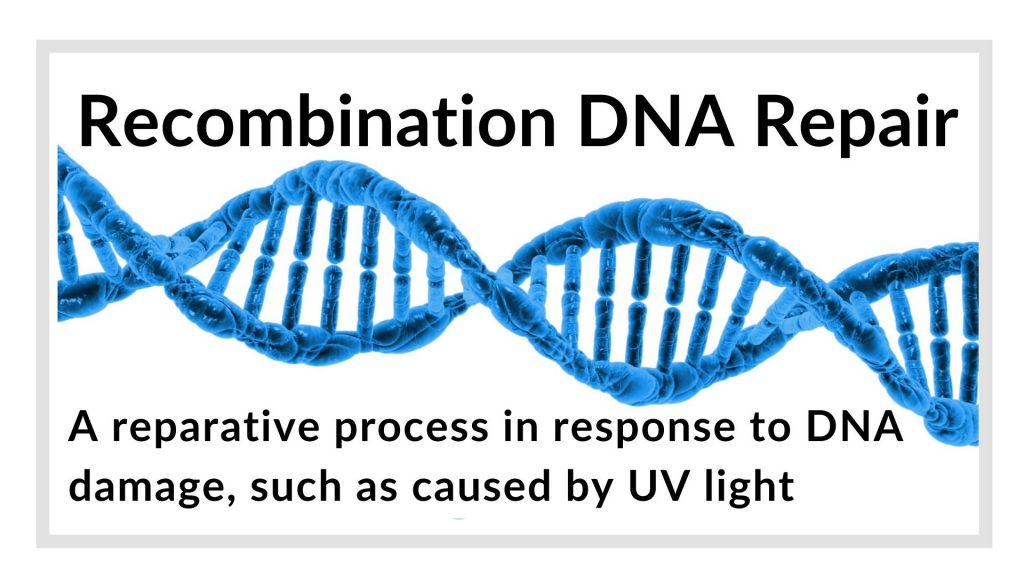 Recombination DNA Repair Definition And Examples Biology Online