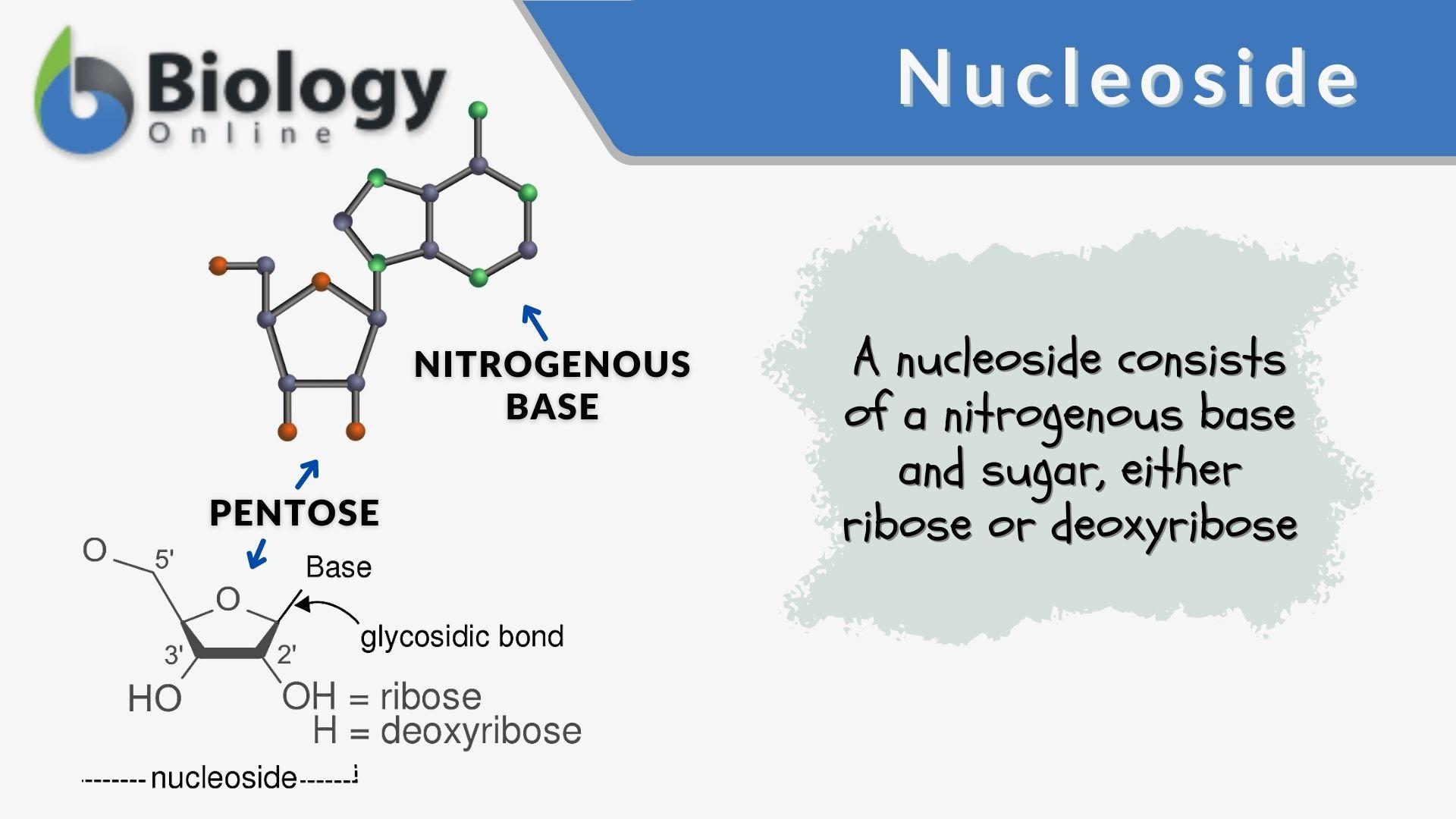 What Is The Genetic Makeup Of A Nucleotide Mugeek Vidalondon