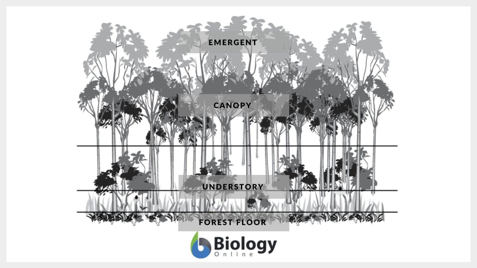 Community Patterns Biology Online Tutorial