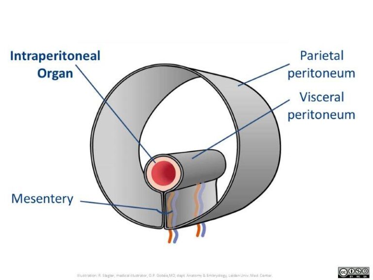 Peritoneum Definition And Examples Biology Online Dictionary