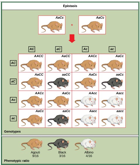 Epistasis Definition And Examples Biology Online Dictionary