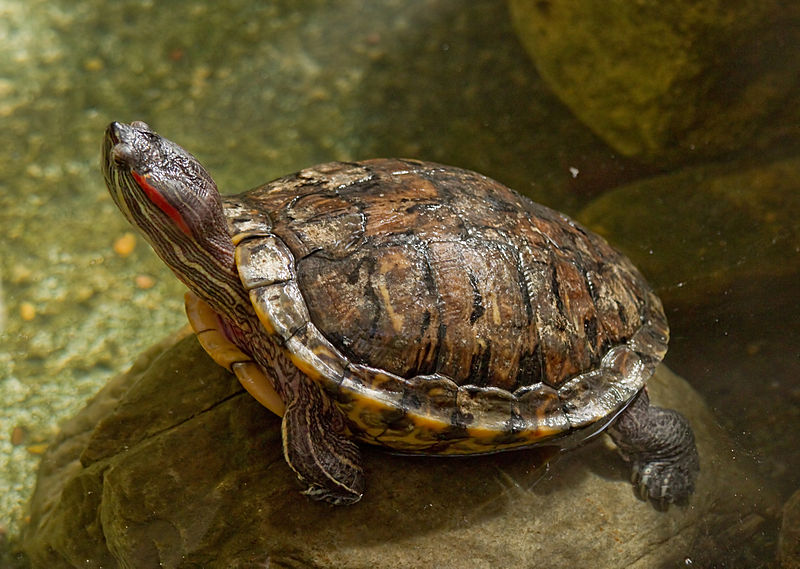 Molecular Basis of Temperature-Dependent Gender of Red-Eared Slider ...