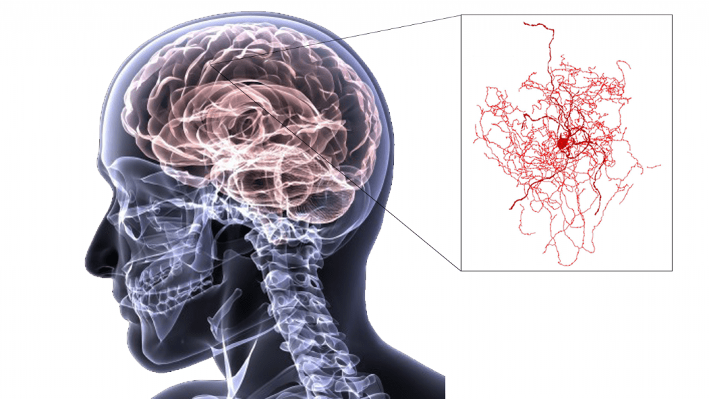 Newly Identified Human Brain Neuron May Have Unique Genetic Signature ...