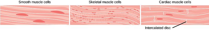 smooth muscles examples