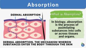 Absorption definition and example