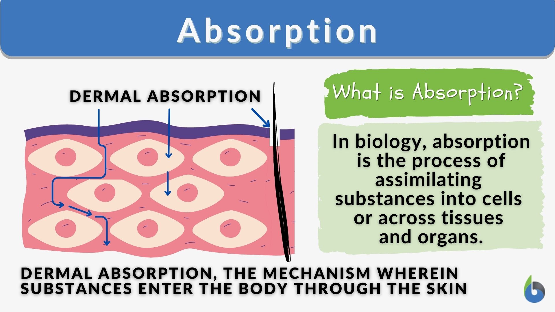 Absorption Definition and Examples Biology Online Dictionary