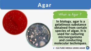 Hispanagar  Do you know what the differences between agar and carrageenan  are?