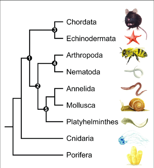 classification of animals kingdom phylum
