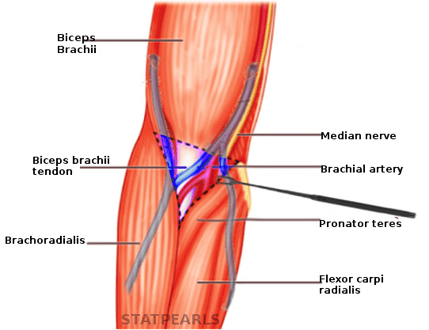 Antecubital Fossa Definition And Examples Biology Online Dictionary