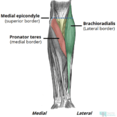 Antecubital Fossa Definition And Examples Biology Online Dictionary