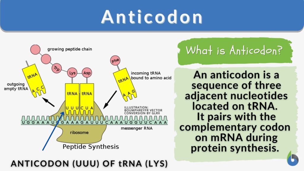 anticodon-definition-and-examples-biology-online-dictionary