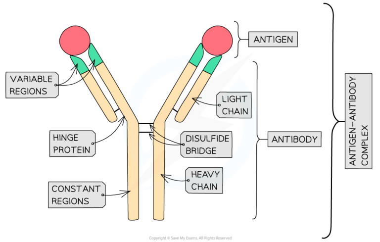 Humoral immunity - Definition and Examples - Biology Online Dictionary