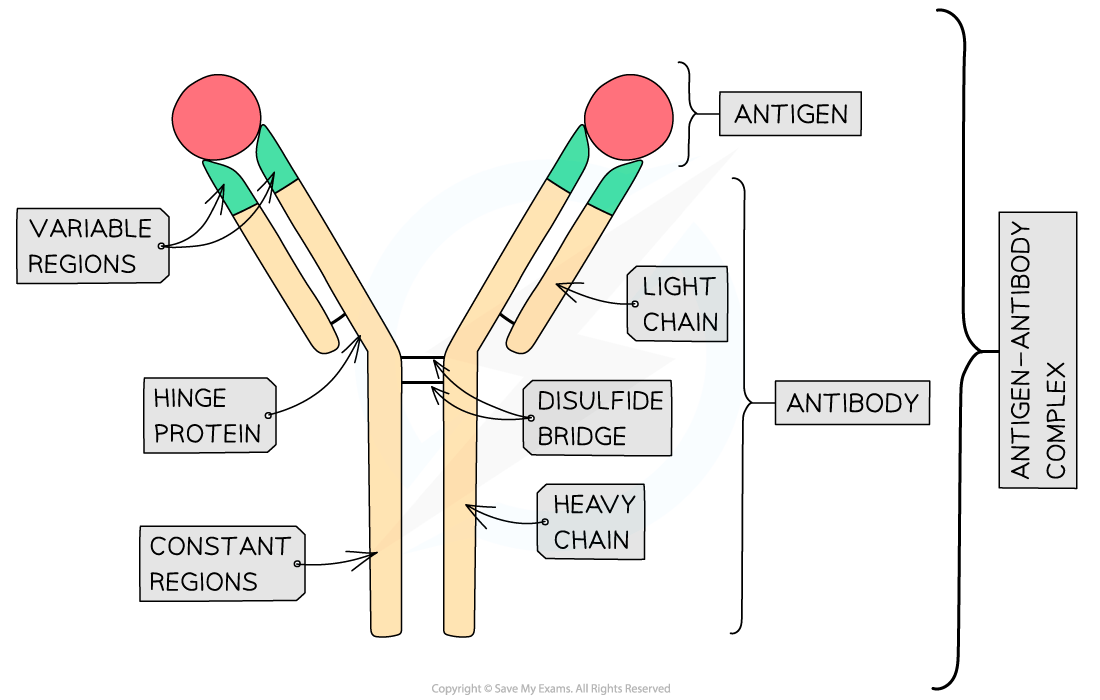 Humoral immunity Definition and Examples Biology Online Dictionary