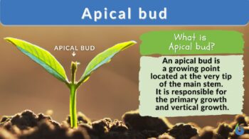 Terminal Bud, Definition, Types & Function - Lesson