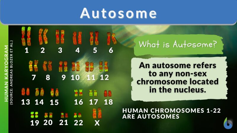 Autosome Definition And Examples Biology Online Dictionary 
