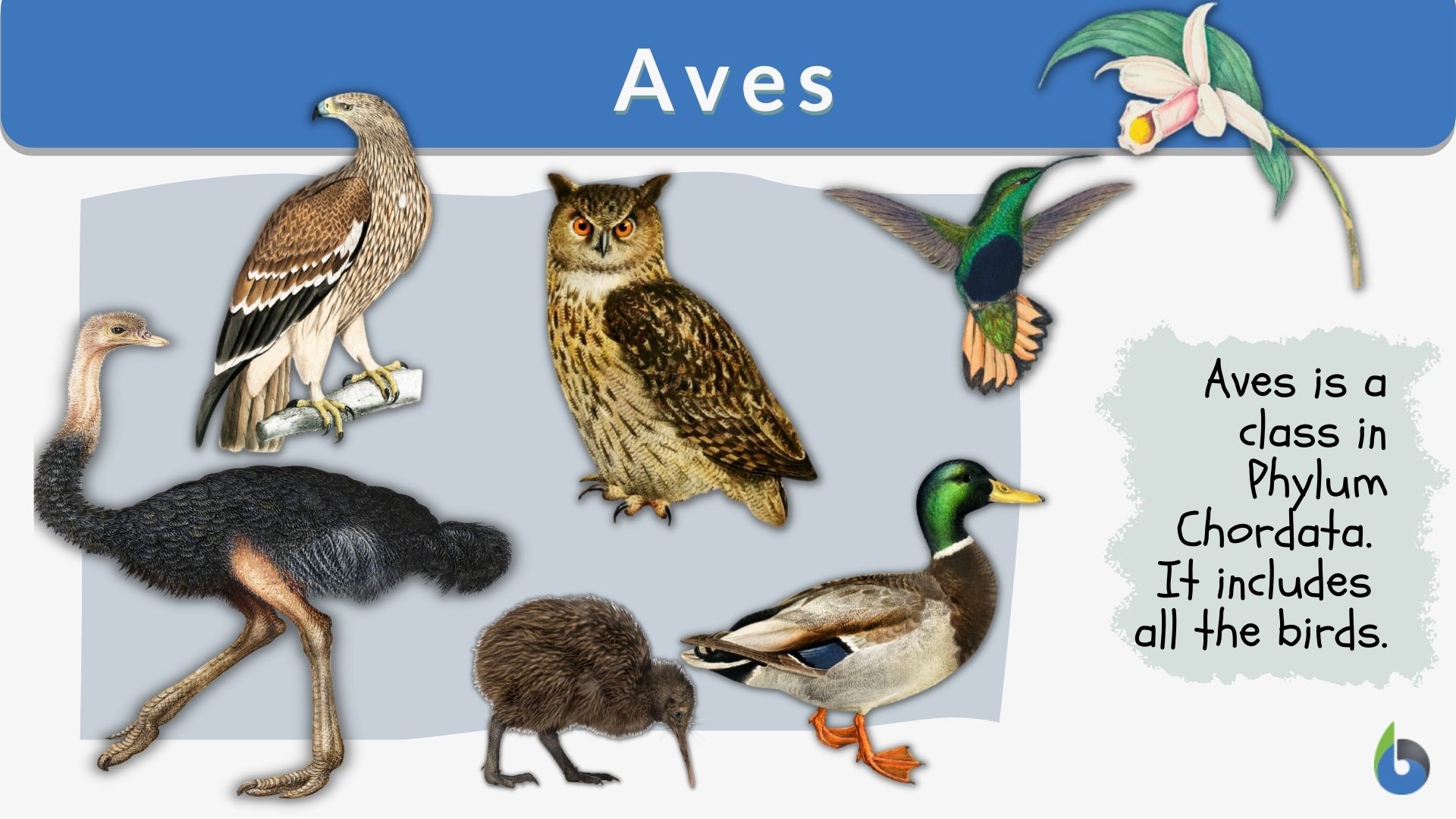 aves animals