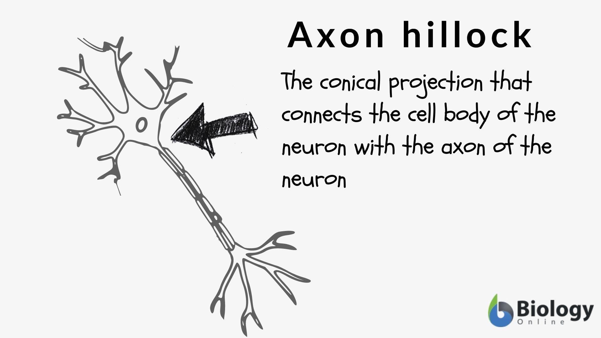 Axon Hillock Definition, Function & Location - Video & Lesson
