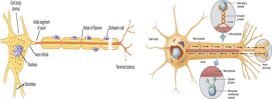 Axon hillock Definition and Examples - Biology Online Dictionary