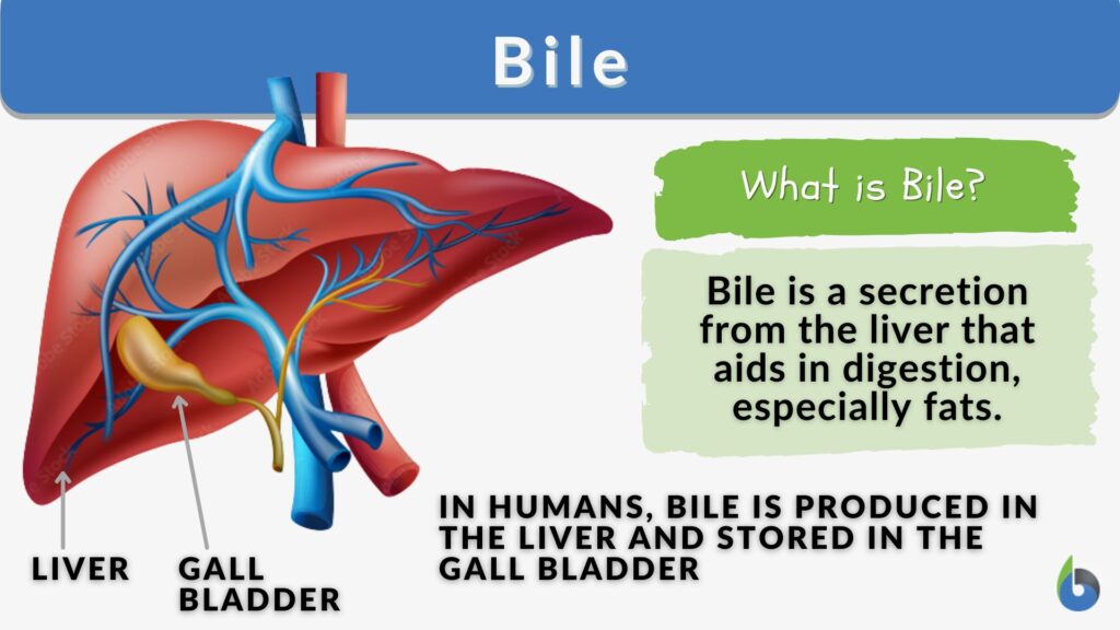 Bile Definition and Examples Biology Online Dictionary