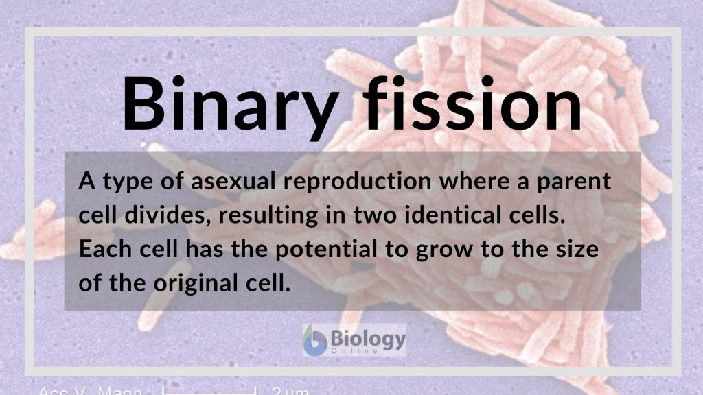 binary fission definition biology simple