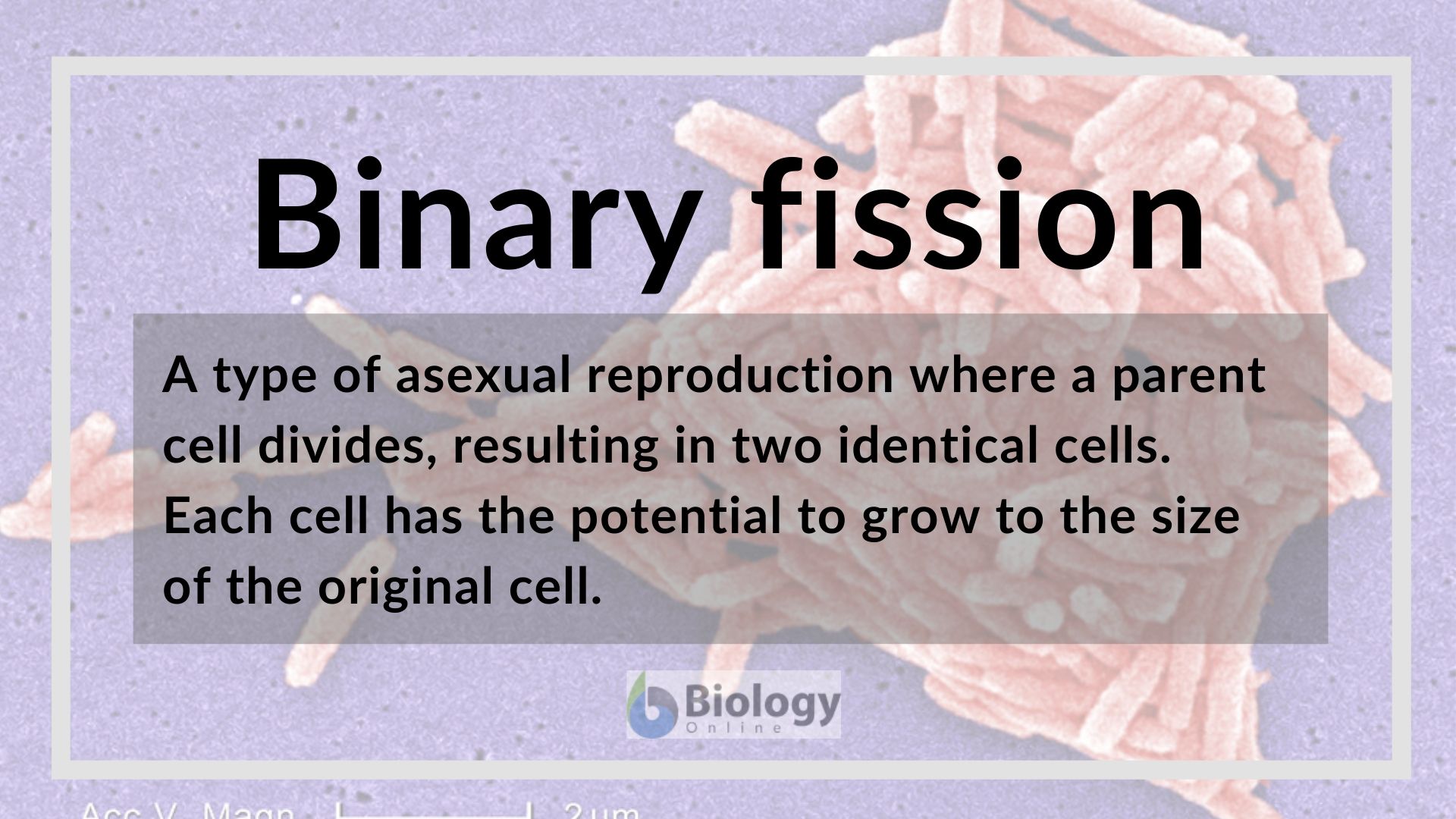 binary fission definition in biology