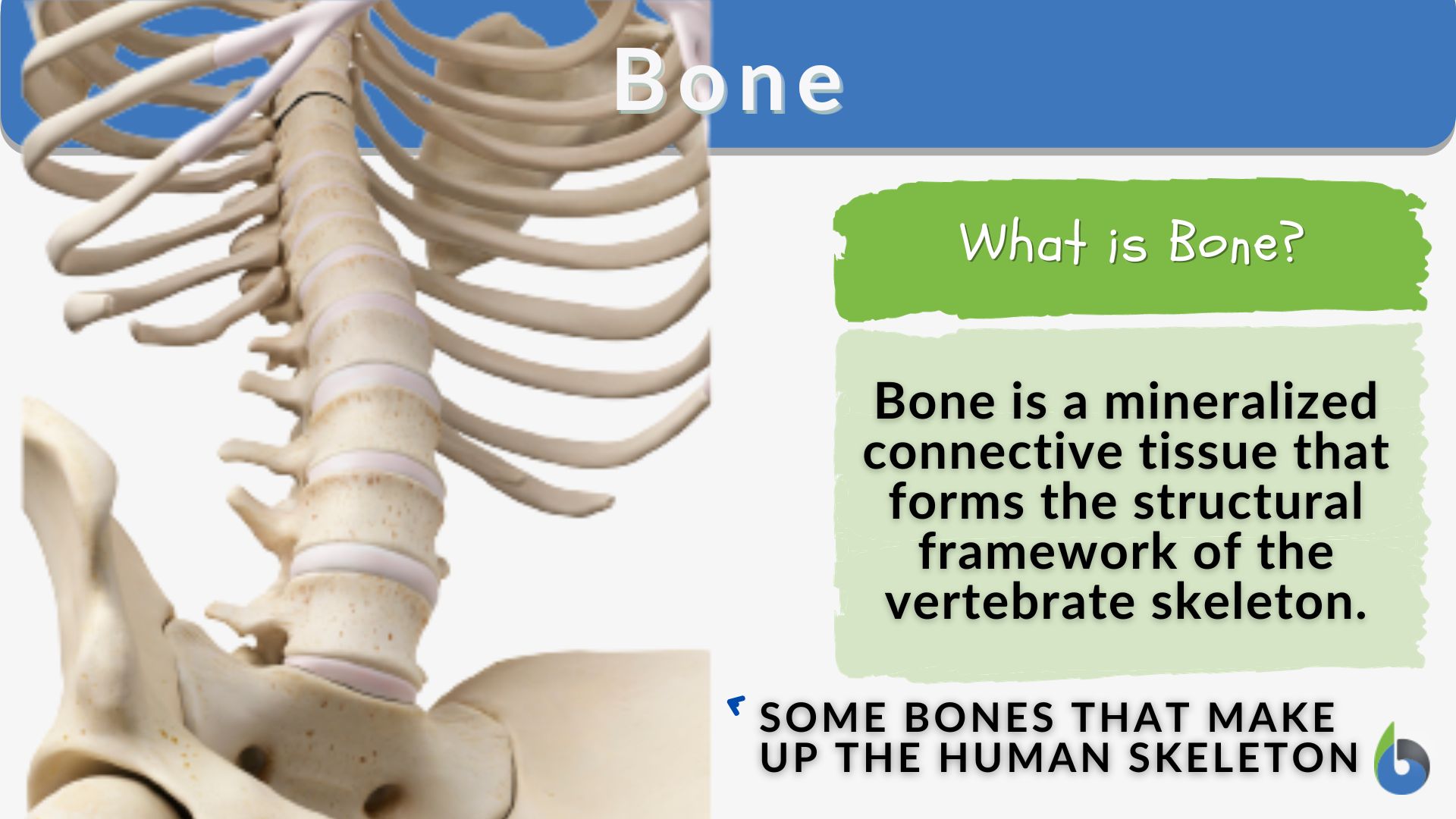 Rib Cage: Anatomy, Parts, Bones, Structures, Functions