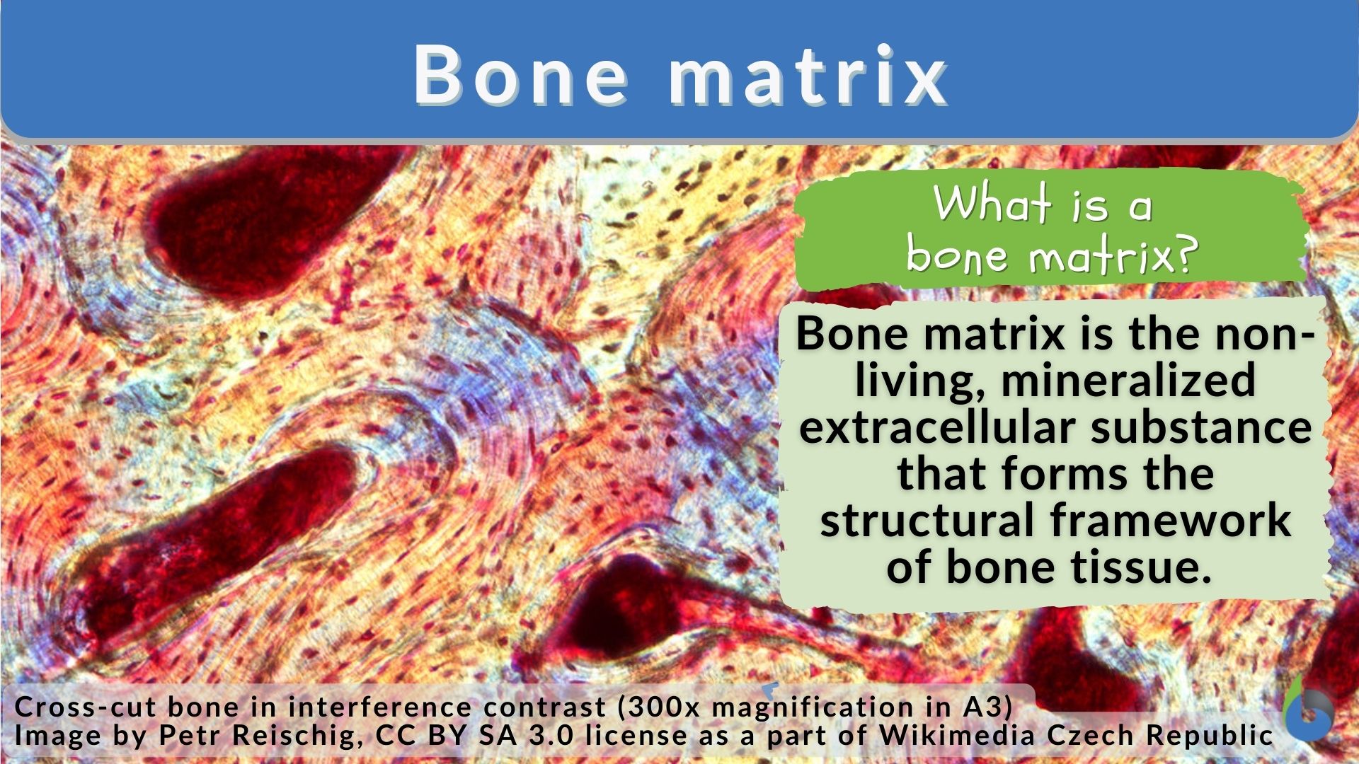The soft tissue inside some of the bones is called what?