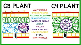 Carbon fixation - Definition and Examples - Biology Online Dictionary