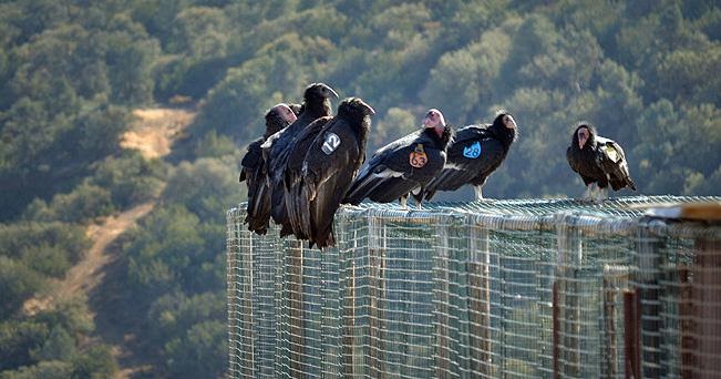 California Condors - critically endangered species