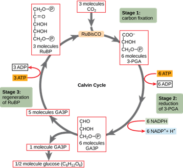 Light-independent reaction - Definition and Examples - Biology Online ...